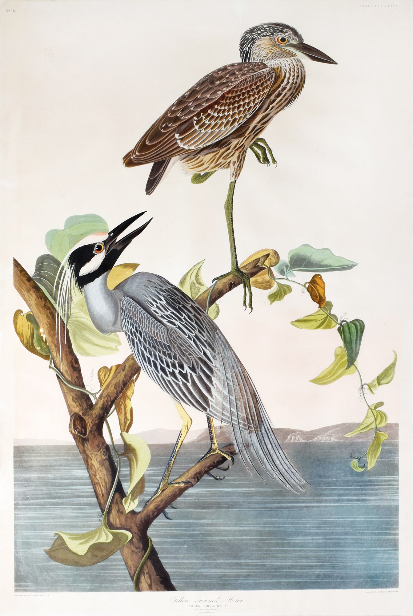 Audubon Aquatint, Yellow Crowned Heron (1 of 1)