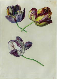 Franz Gruber Original Watercolor, Tulips: GRUBER, Franz Xaver (1801-1862), attributed to. Tulips. Watercolor and gouache on paper. Early 19th Century. 19" x 23" framed. Provenance: Ambassador and Mrs. Joseph Verner Reed. Franz Xaver Gruber wa