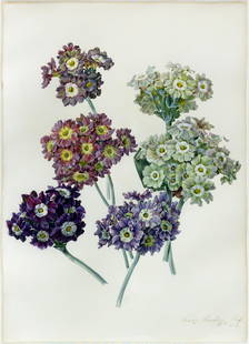 Franz Gruber Original Watercolor, Auriculas: GRUBER, Franz Xaver (Austrian, 1801-1862). Auriculas. Watercolor and gouache on paper. Signed lower right: "Franz Gruber Prof Wien". Early 19th Century. 19" x 23" framed. Provenance: Ambassador and Mr
