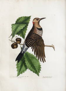 Catesby Engraving, Golden-Winged Woodpecker: CATESBY, Mark (1683-1749). Golden-Winged Woodpecker, Pl. 19. Engraving with original hand color. London: 1731-1745, from The Natural History of Carolina, Florida and the Bahama Islands. 14" x 20" shee