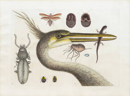 Catesby Engraving, Ardea cristata: CATESBY, Mark (1683-1749). Ardea cristata (Crested Heron) P. 10. Engraving with original hand color. London: 1731-1745, from The Natural History of Carolina, Florida and the Bahama Islands. 12 3/4" x