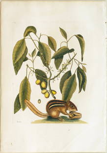 Catesby Engraving, The Ground-Squirrel: CATESBY, Mark (1683-1749). The Ground-Squirrel, T. 75. Engraving with original hand color. London: 1731-1745, from The Natural History of Carolina, Florida and the Bahama Islands. 20 1/4" x 14 1/8" sh