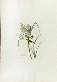 Audubon Aquatint, Prairie Warbler, Plate 14