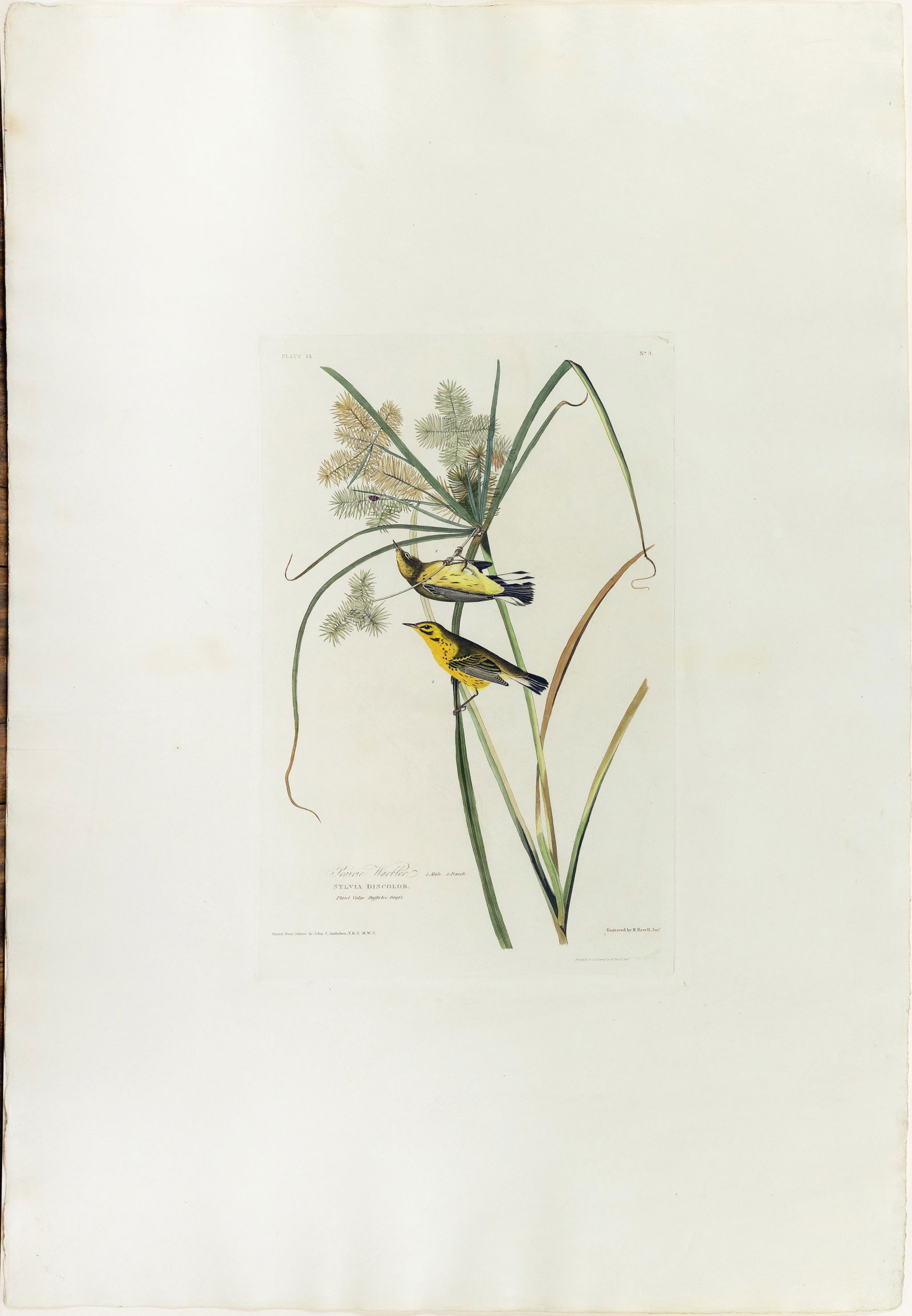Audubon Aquatint, Prairie Warbler, Plate 14