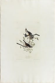 Audubon Aquatint, Song Sparrow, Plate 25