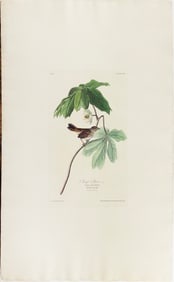 Audubon Aquatint, Swamp Sparrow, Plate 64
