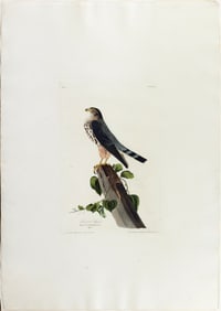 Audubon Aquatint, Le Petit Caporal, Plate 75