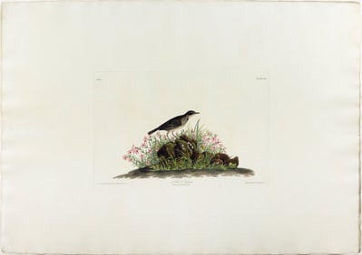 Audubon Aquatint, Anthus Hypoganus [Prairie Titlark], Plate 80