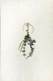 Audubon Aquatint, Black and White Creeper, Plate 90