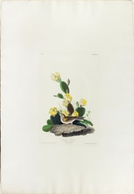 Audubon Aquatint, Grafs Finch or Bay-Winged Bunting, Plate 94