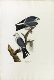 Audubon Aquatint, Mississippi Kite, Plate 117