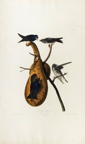 Audubon Aquatint, Purple Martin, Plate 22