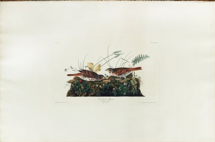 Audubon Aquatint, Fox-Colored Sparrow, Plate 108