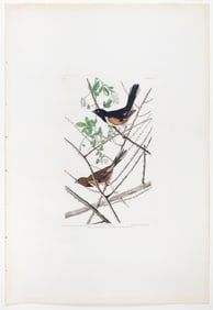 Audubon Aquatint, Towee Bunting, Plate 29