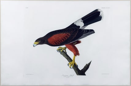 Audubon Aquatint, Louisiana Hawk, Plate 392