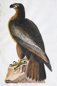 Audubon Aquatint, The Bird of Washington, or Great American Sea Eagle, Plate 11