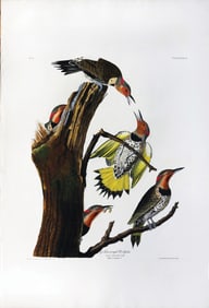 Audubon Aquatint, Golden winged Woodpecker, Plate 37
