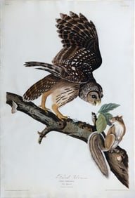 Audubon Aquatint, Barred Owl, Plate 46