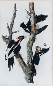 Audubon Aquatint, Ivory-billed Woodpecker, Plate 66