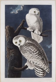 Audubon Aquatint, Snowy Owl, Plate 121