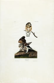 Audubon Aquatint, Little Owl, Plate 199