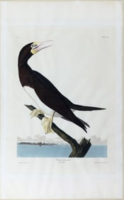 Audubon Aquatint, Booby Gannet, Plate 207