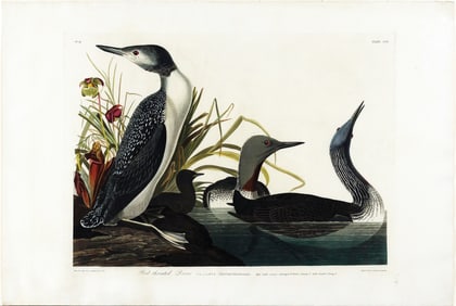 Audubon Aquatint, Red-Throated Diver, Plate 202