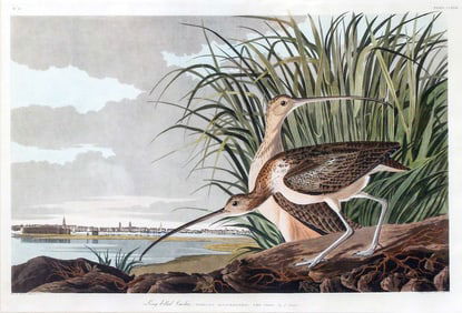 Audubon Aquatint, Long-billed Curlew, Plate 231
