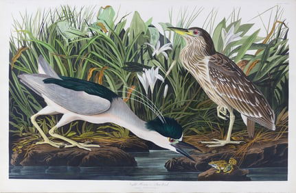 Audubon Aquatint, Night Heron, Plate 236