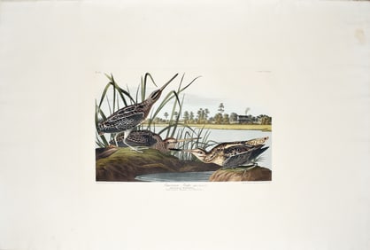 Audubon Aquatint, American Snipe, Plate 243