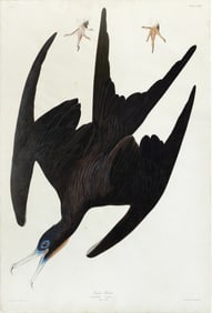 Audubon Aquatint, Frigate Pelican, Plate 271