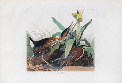 Audubon Aquatint, Green Heron, Plate 333