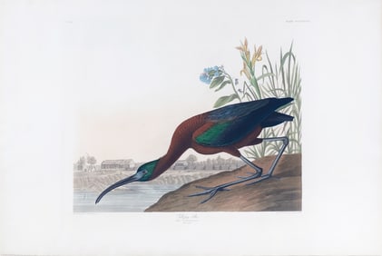 Audubon Aquatint, Glossy Ibis, Plate 387