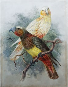 Keulemans Original Watercolor, A Banded Kaka