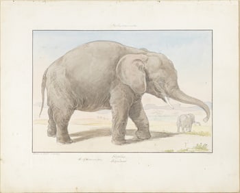 Charles Hamilton Smith Original Watercolor, Elephant