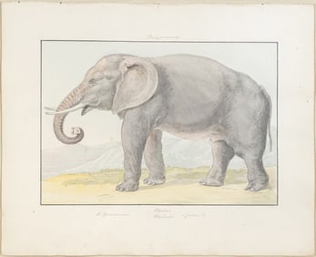 Charles Hamilton Smith Original Watercolor, Elephant