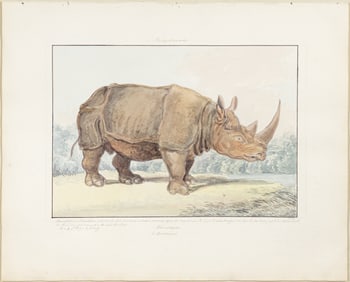 Charles Hamilton Smith Original Watercolor, Rhinoceros