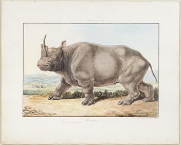 Charles Hamilton Smith Original Watercolor, Rhinoceros
