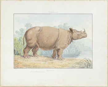 Charles Hamilton Smith Original Watercolor, Rhinoceros