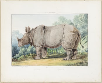 Charles Hamilton Smith Original Watercolor, Rhinoceros