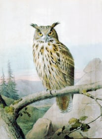 Edouard Travies, Original Watercolor - Eurasian Eagle-Owl