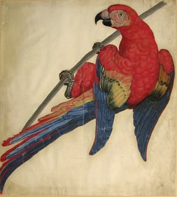 French School, Gouache on Vellum - A Red Macaw