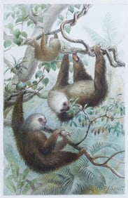 Pierre-Jacques Smit, Original Watercolor - Hoffmann's Two-toed Sloth