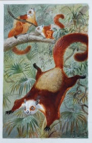 Pierre-Jacques Smit, Original Watercolor - Red and White Giant Flying Squirrel