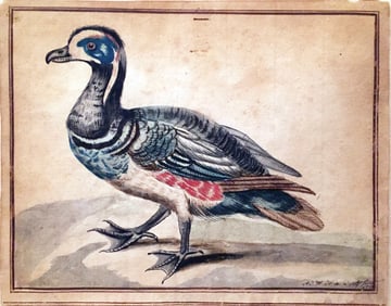 A.J.W.H. de Dopff, Original Watercolor - A Harlequin Duck