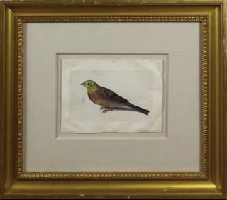 Jacques Le Moyne de Morgues, Watercolor on Vellum - Study of a Yellowhammer Bird