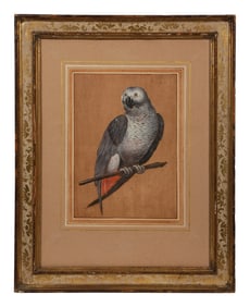Seventeenth-Century Italian (Pozzo Collection) Watercolor - Grey Parrot Psittacus Erithacus