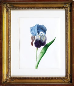 Johanna Helena Herolt, Watercolor on vellum - Iris Germanica Hybrid