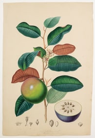 Pierre Jean Francois Turpin Original Watercolor, Chrysophyllum Cainito or the Star Apple