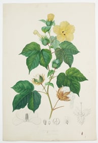 Pierre Jean Francois Turpin Original Watercolor, Gossypium hirsutum, Mexican Cotton or Upland Cotton